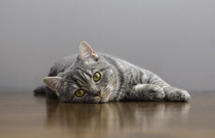 누워있는 고양이.