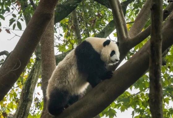 청두 자이언트 판다 기지, 자연 속에서 만나는 판다의 일상