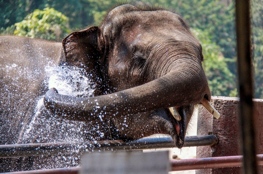 치앙마이 코끼리 사진