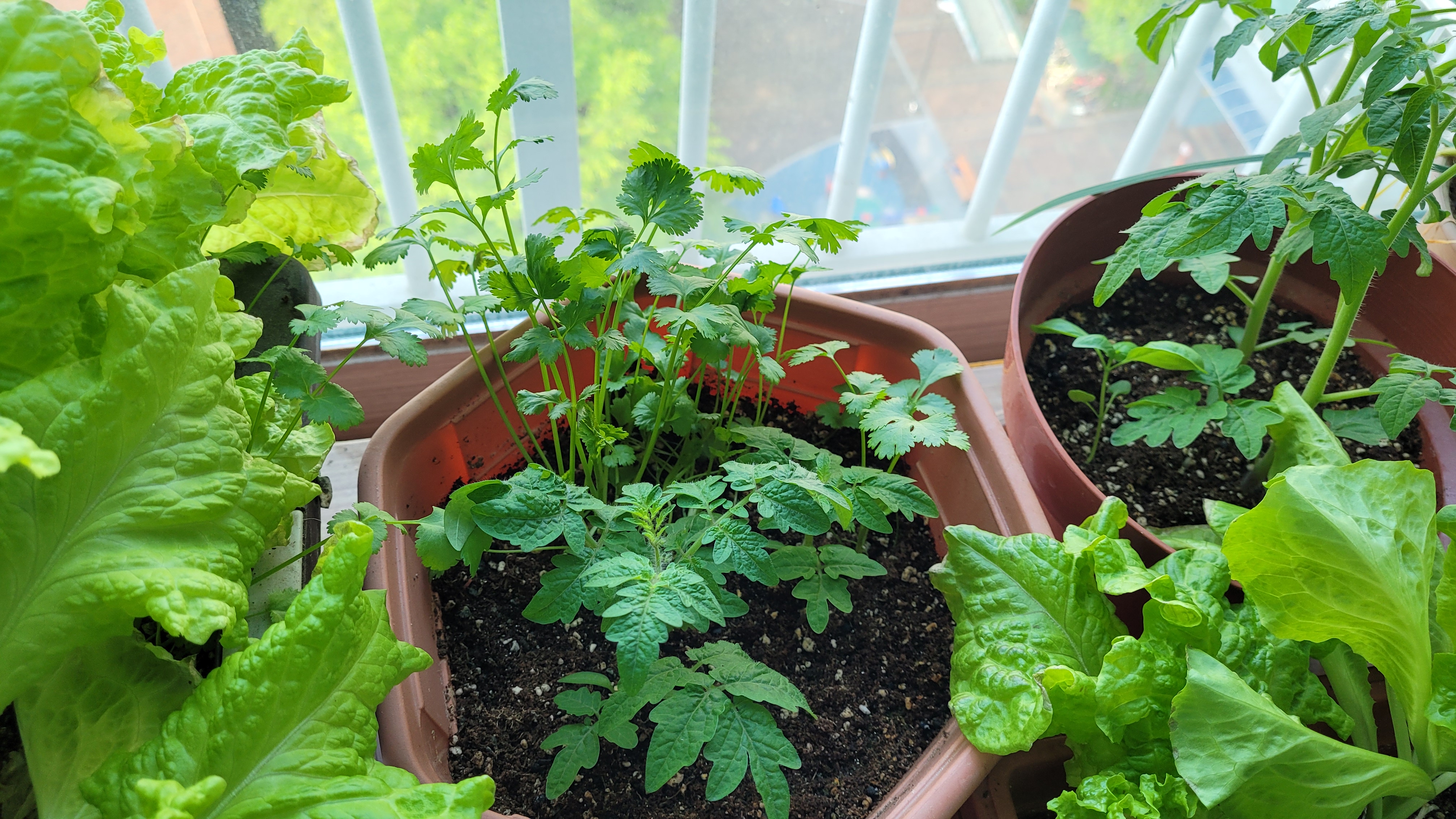 수확시기가 된 고수