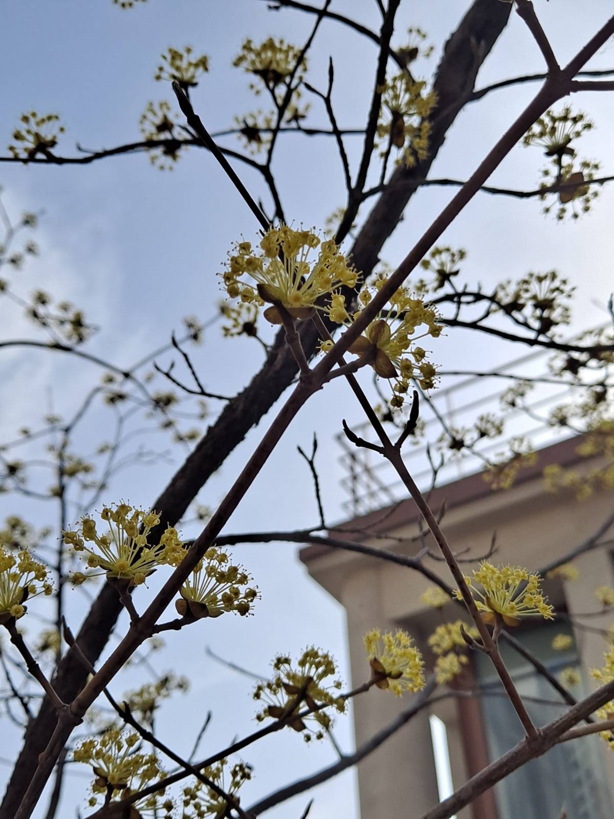 산수유 나무