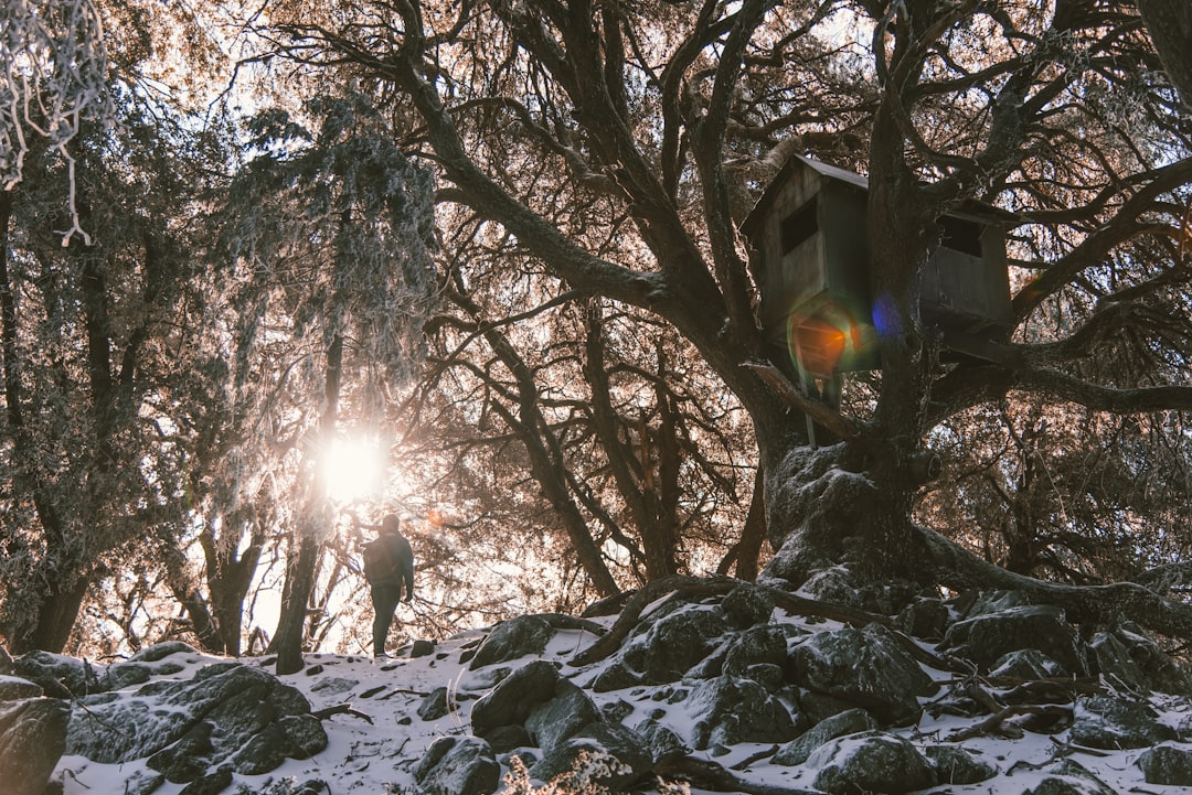 Treehouse.