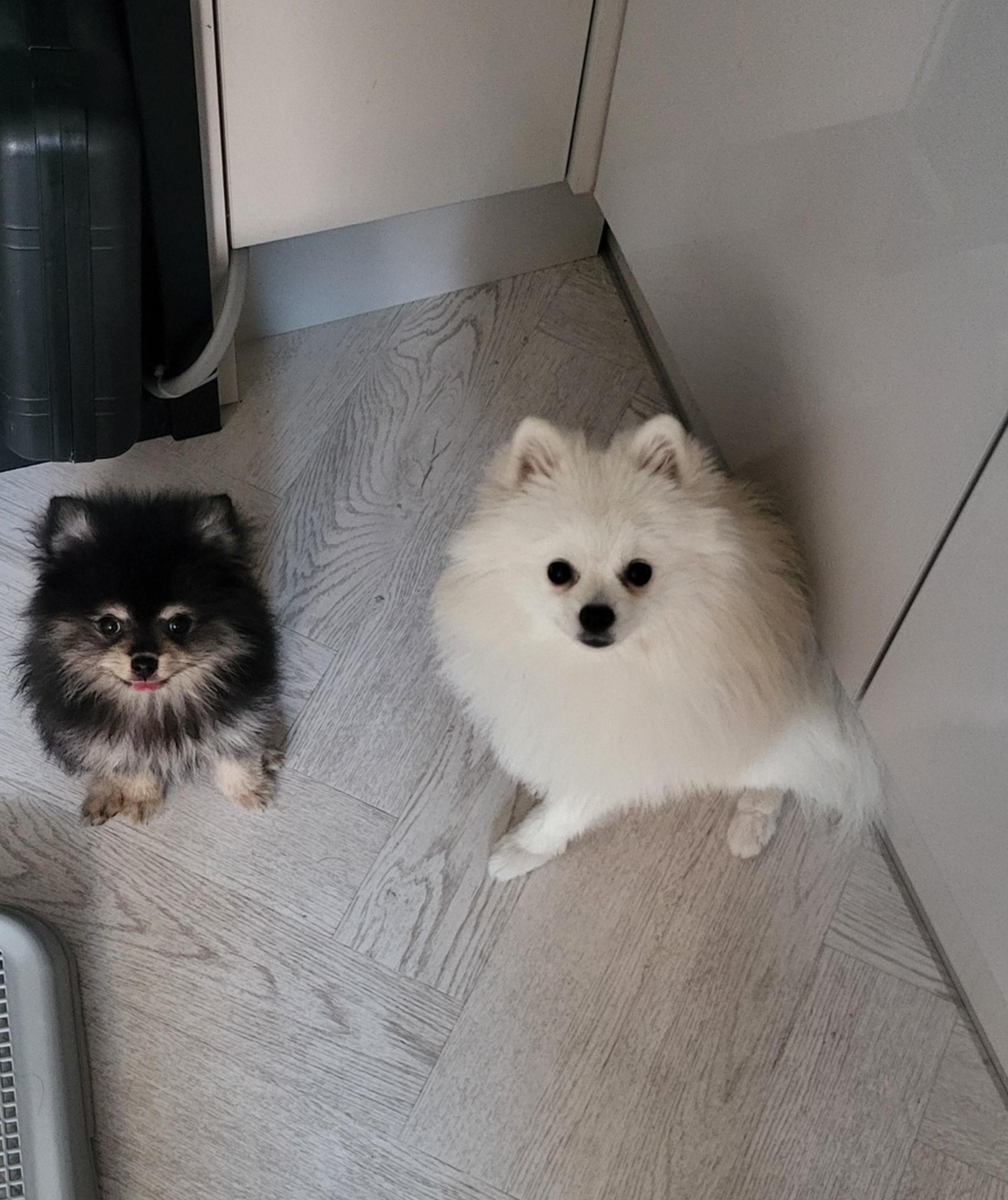 앉아 있는 하콩&amp;달콩