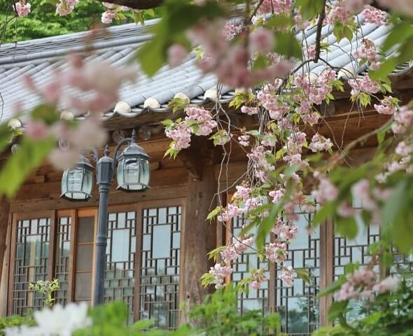 서산 개심사 청벚꽃 왕벚꽃 겹벚꽃 사진