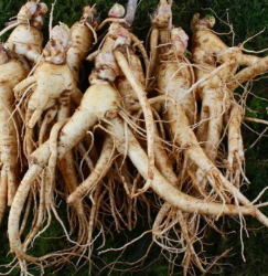 홍삼 효능 부작용