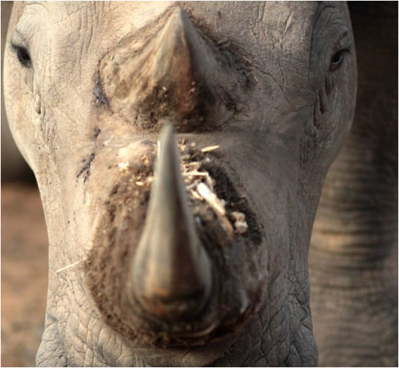 아프리카-코뿔소-프로젝트1