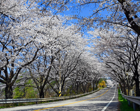 옥천 벚꽃 명소 시기 만기 벚꽃 드라이브하기 좋은 곳
