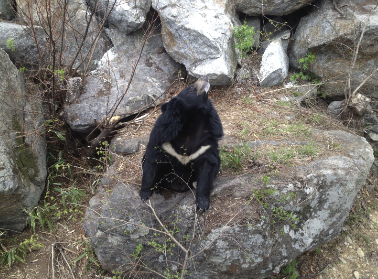6시 내고향 하동 의신베어빌리지 반달가슴곰 체험 위치 예약 정보