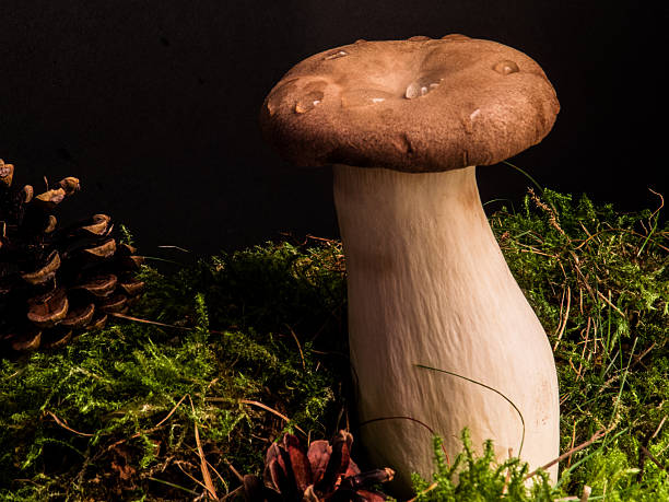 노년층에게 추천 건강버섯 3종 -노루궁뎅이, 목이버섯, 새송이버섯