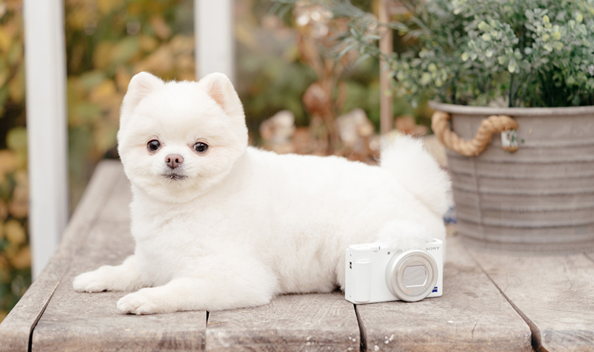 컴팩트 브이로그 카메라 ZV-1과 반려견