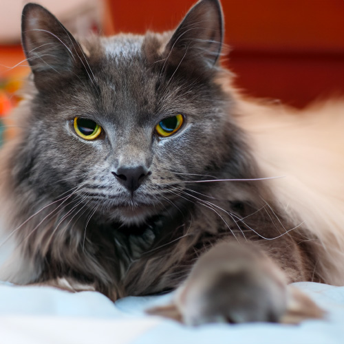 고양이 무료분양 사이트