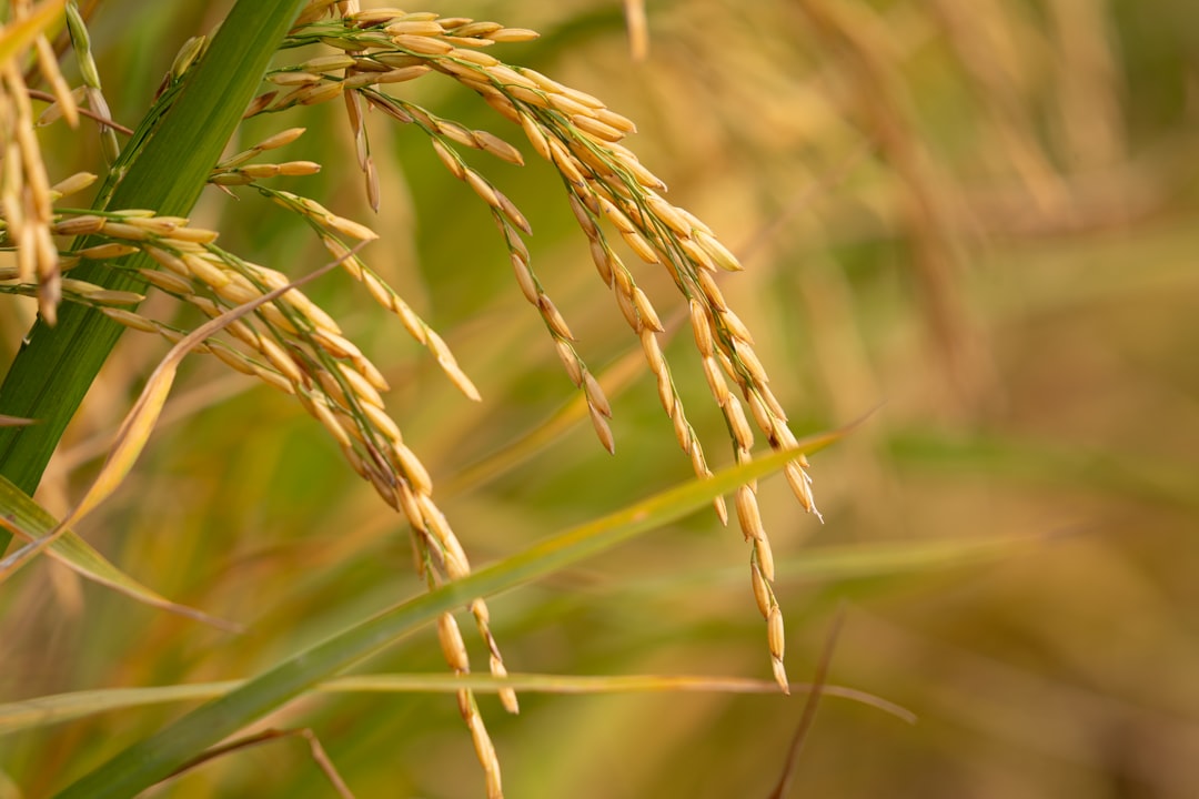 Ripening