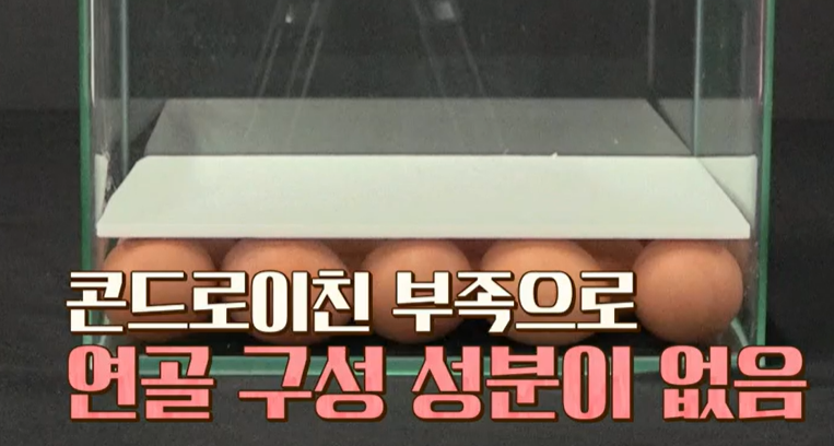 콘드로이친 효능