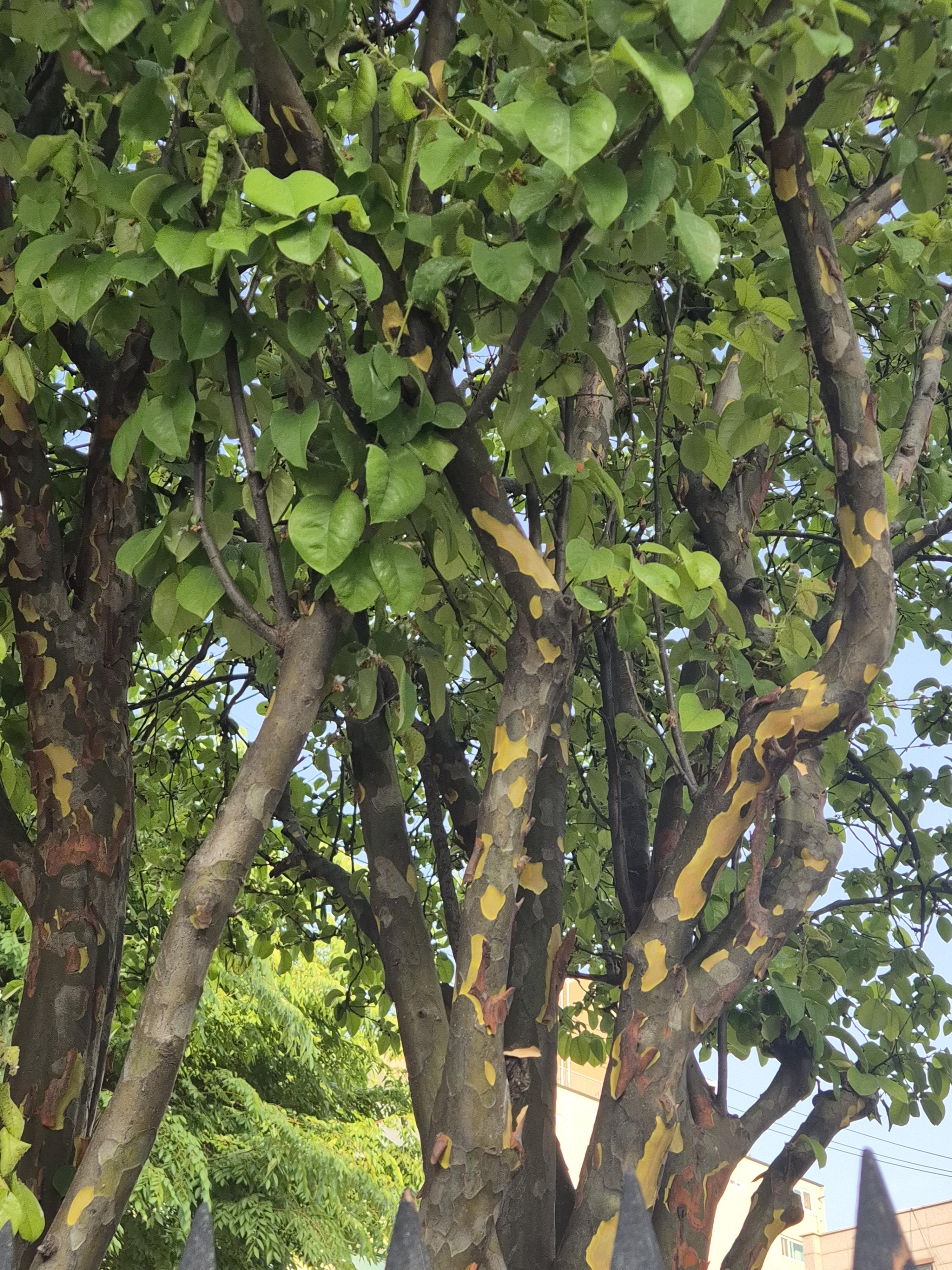 나무의사-도전하기