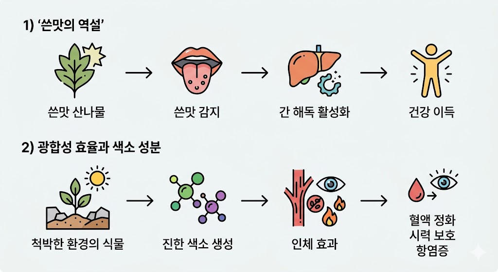 산나물의 쓴맛이 간 해독을 돕는 과정과 식물 색소가 혈액 정화 및 항염 작용을 하는 원리를 묘사한 이미지입니다. 단계별 아이콘과 화살표로 건강 이득이 발생하는 생화학적 기제를 직관적이고 명확하게 설명합니다.