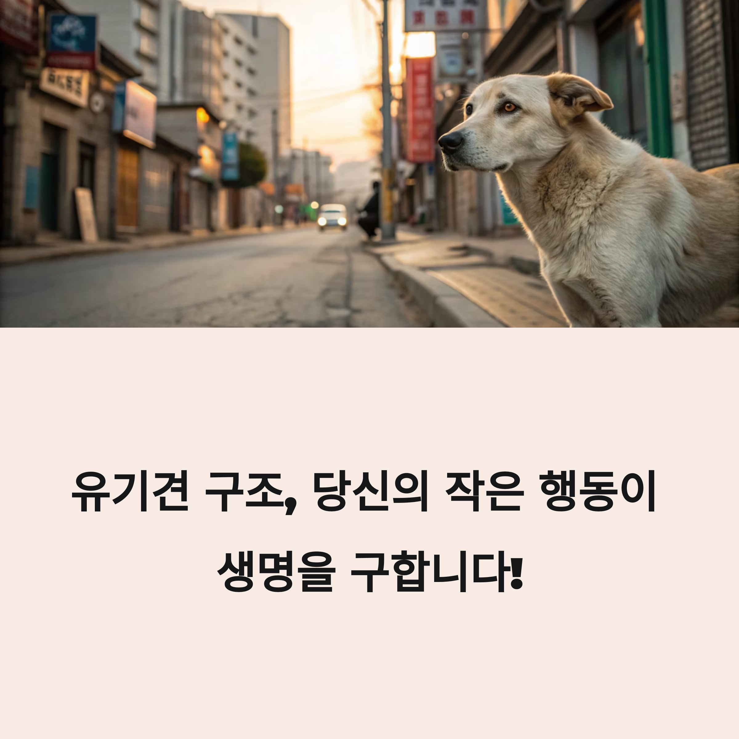 유기견 구조 신고