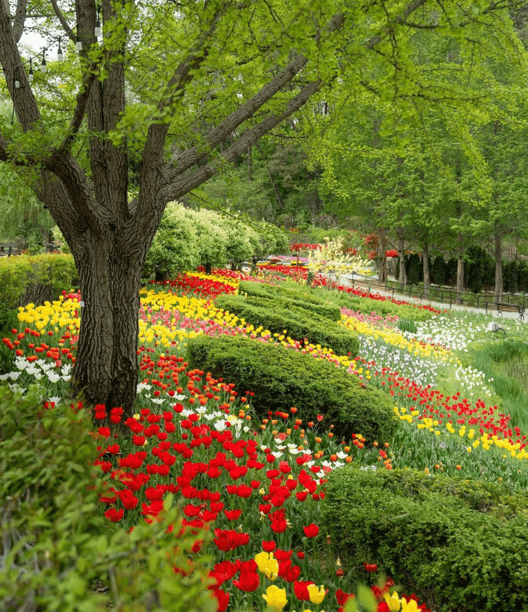 2025 풍기인삼축제 일정&amp; 주차장