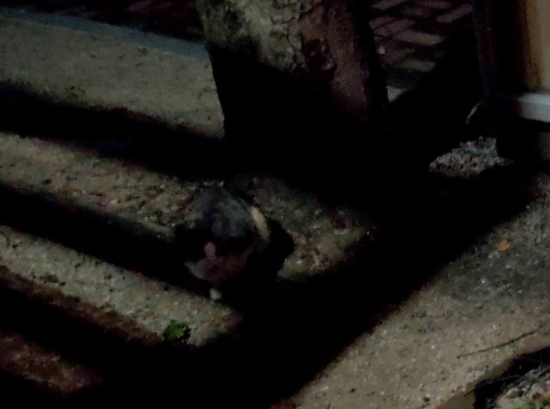 내가 갈때까지 주위를 어슬렁거리는 고양이