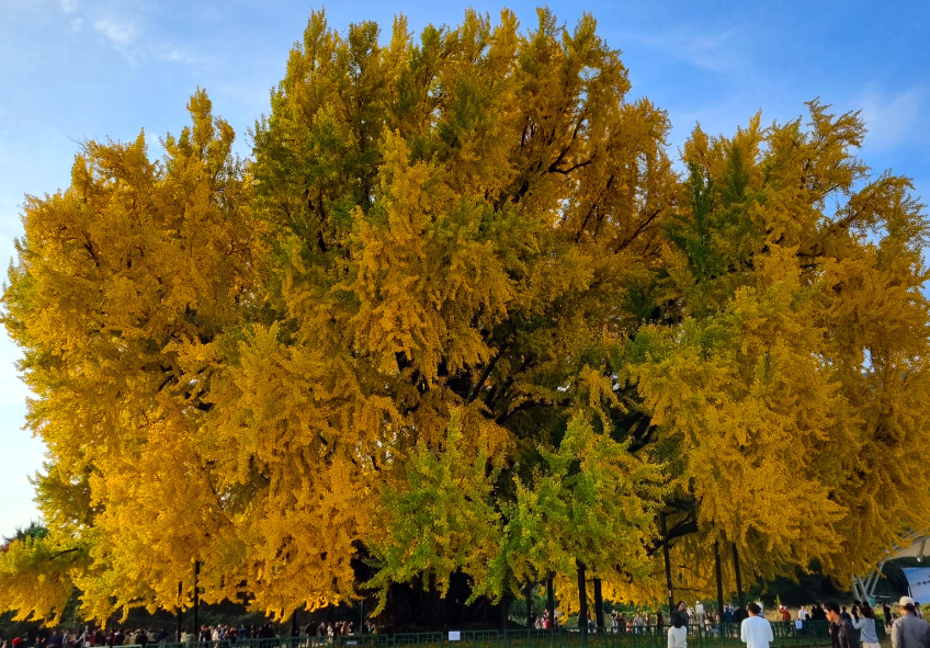 반계리은행나무