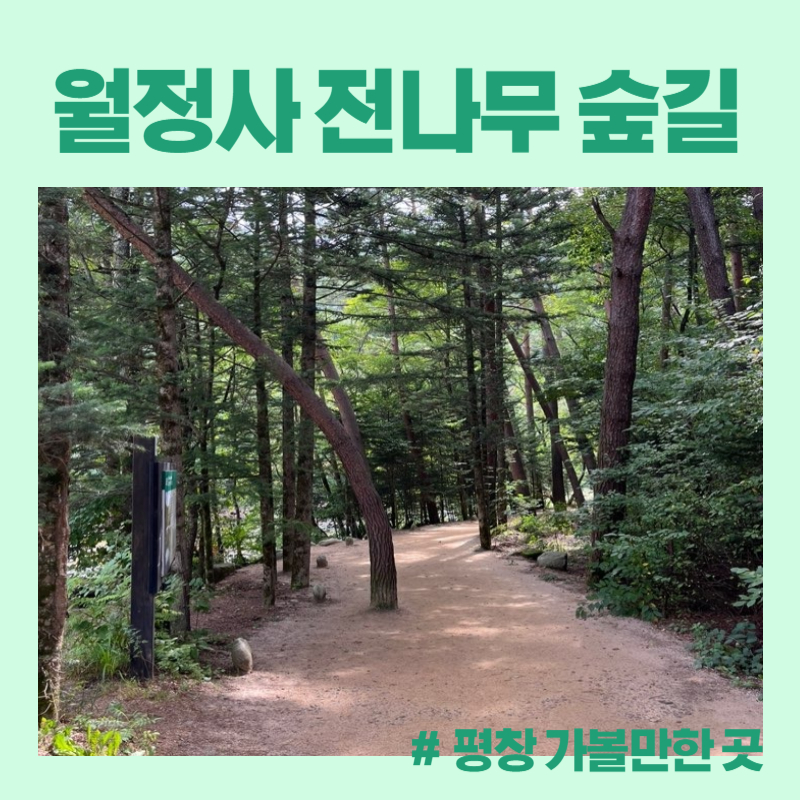 월정사 전나무 숲길