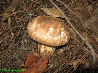 송이버섯 채취시기가격 정보를 확인_22