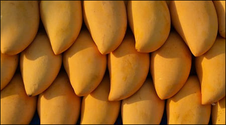 남덕 마이 망고가 쌓여있는 모습