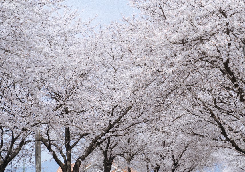 구례 벚꽃 축제(2)
