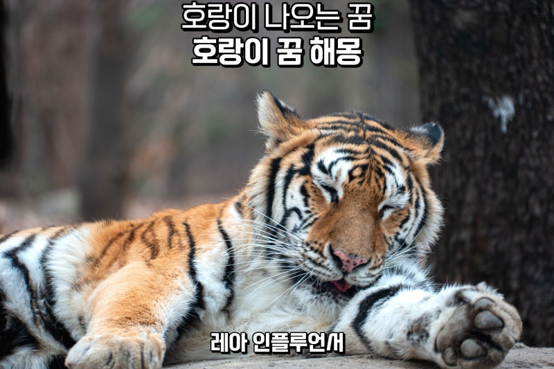 호랑이1