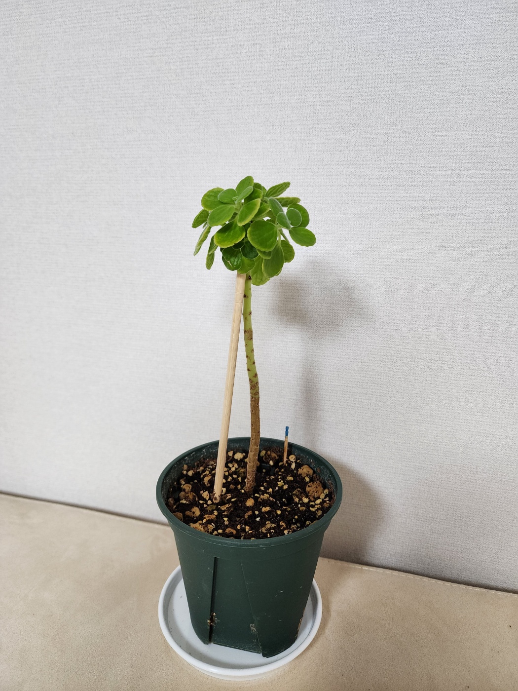 둥근수형으로 만들어지고 있는 장미허브