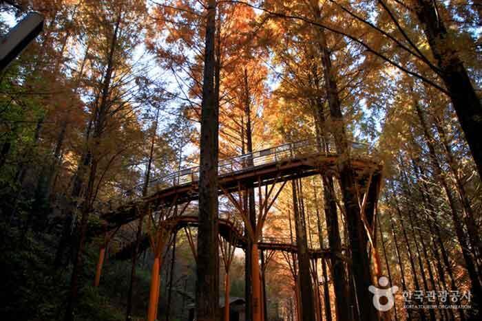 대전 장태산 자연휴양림 단풍