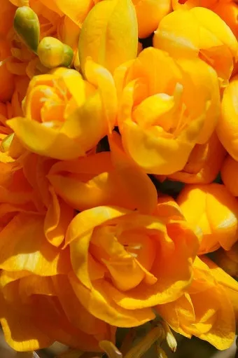 프리지아 수선화 꽃말 꽃다발 선물 의미_13