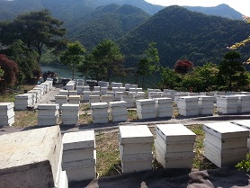 자연사랑꿀벌사랑