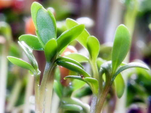 땅콩새싹, 땅콩새싹차, 새싹땅콩, 새싹땅콩차, 땅콩새싹효능