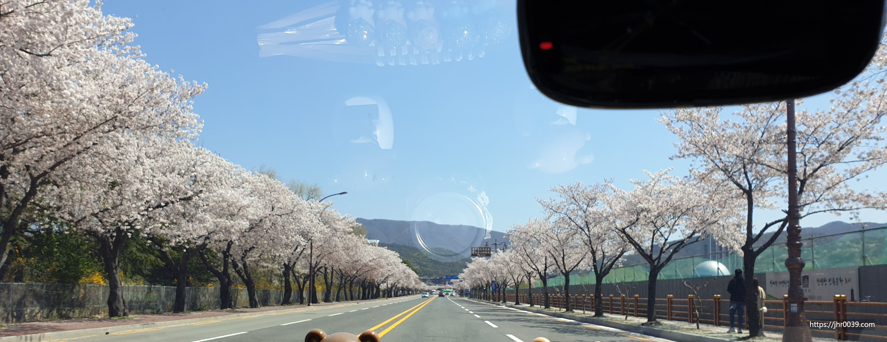 경주벚꽃터널