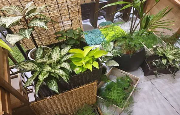 더숲아로마앤테라피