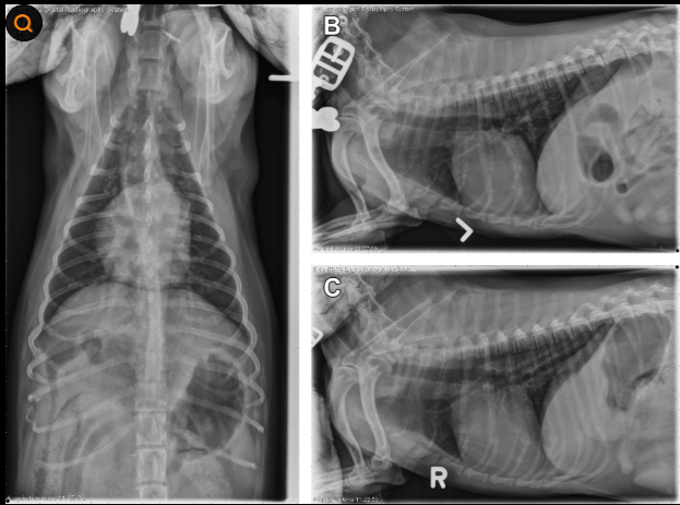 강아지 폐렴 치료비 200만원 ..초기 검진으로 예방하는 것이 돈아끼는 길
