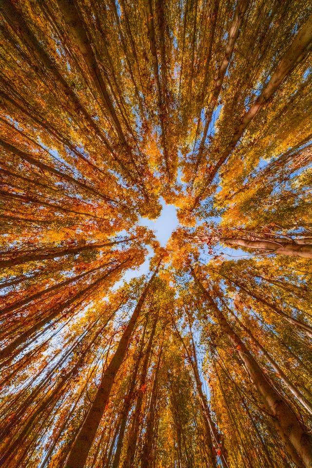 서울 단풍 명소 베스트