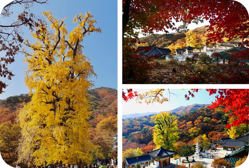 용문사-1200년-은행나무-항공뷰-전경