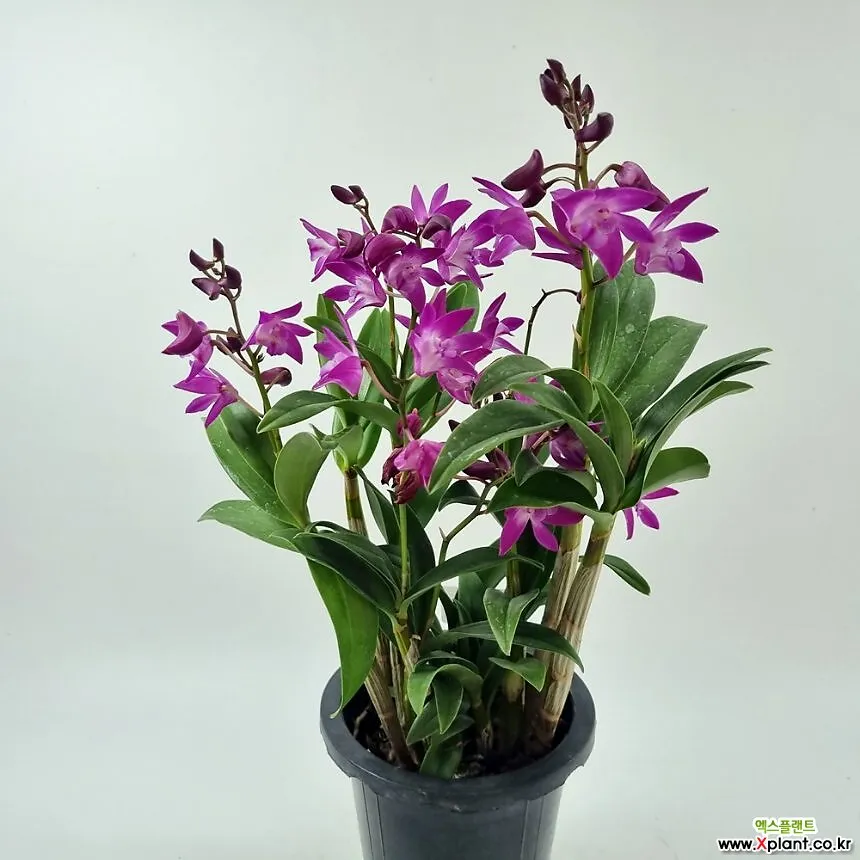 긴기아난 기르는법 꽃피우기 분갈이 물주기 꿀팁_4