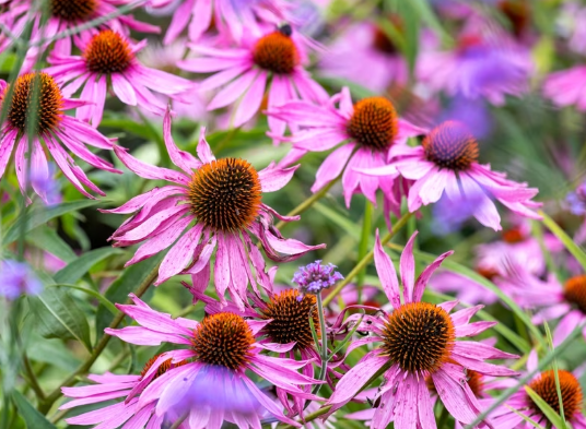 에키네시아 Echinacea purpurea