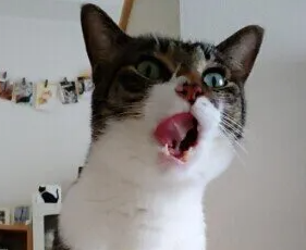 고양이의 구토와 토출. 구분 방법과 대응의 차이