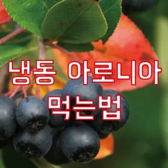 아로니아 먹는 가장 좋은 방법과 생 냉동 분말 활용 팁_2