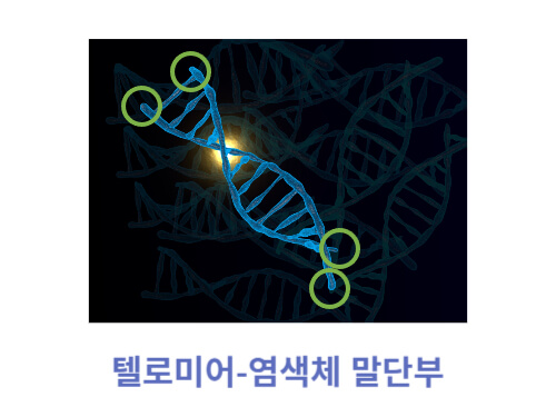 텔로미어