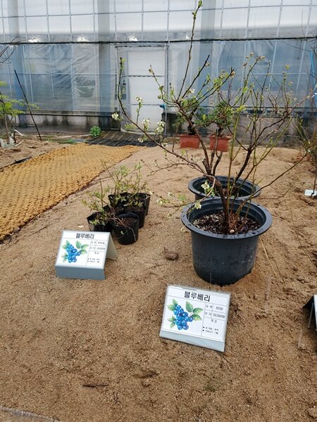 용인시산림조합 나무시장 블루베리 포트