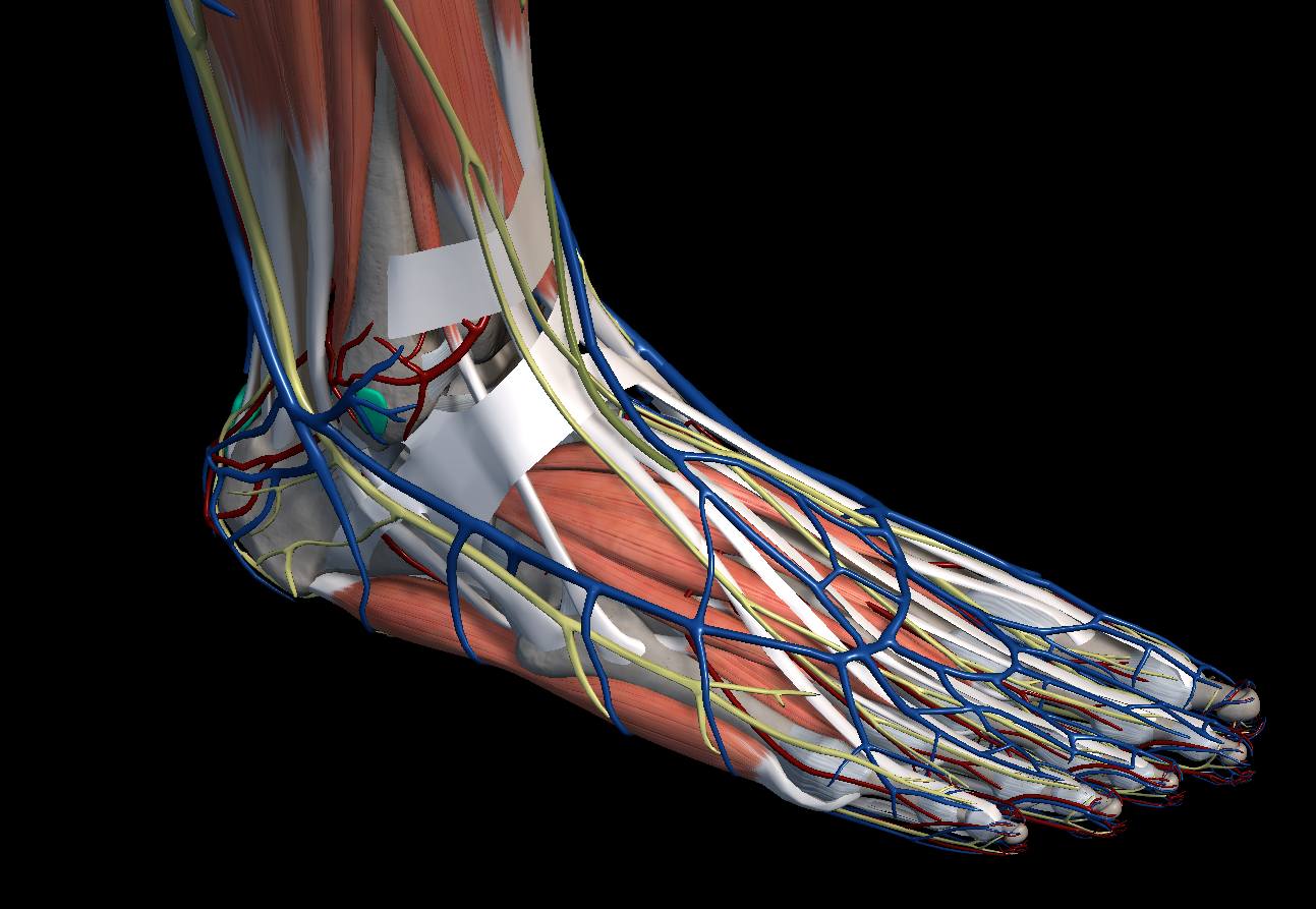 발목 바깥쪽 통증