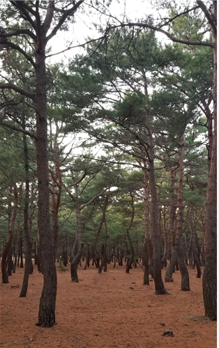 강릉 송정 솔밭 풍경