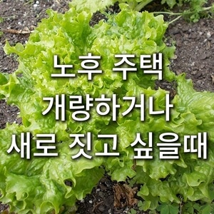 상추