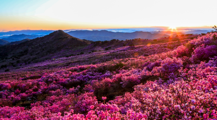 비슬산 참꽃축제