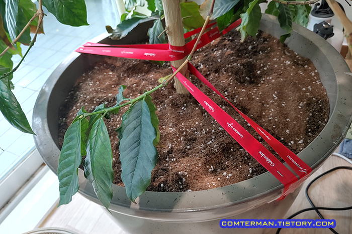 대형 커피나무 화분 지주대