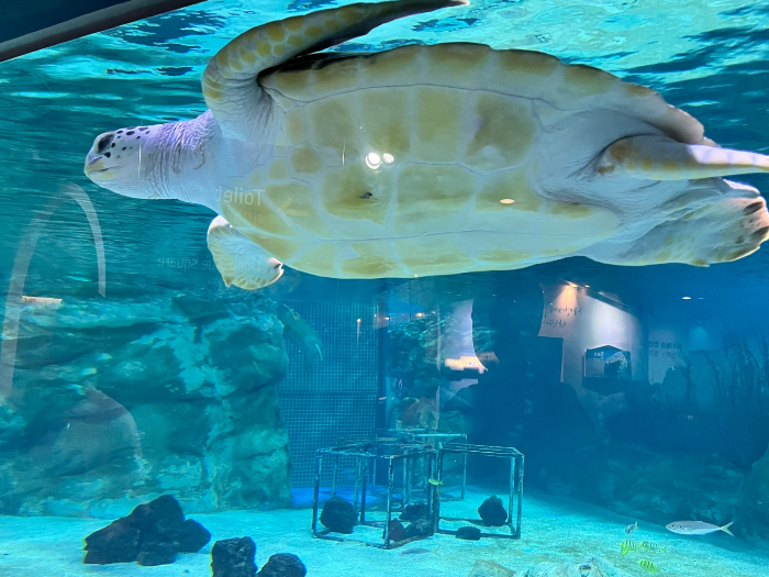 귀여운 바다거북